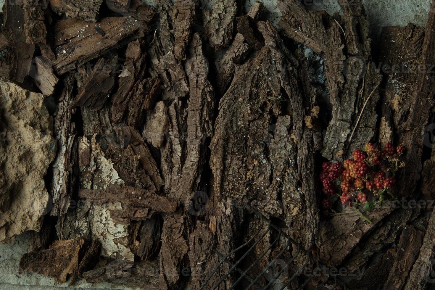 dish on a tree bark photo