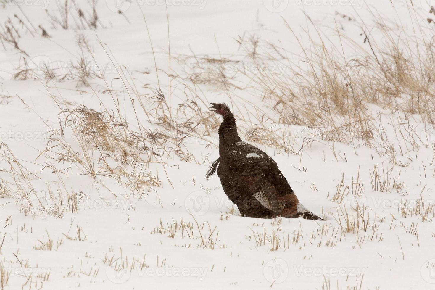 Wild Turkey in winter photo