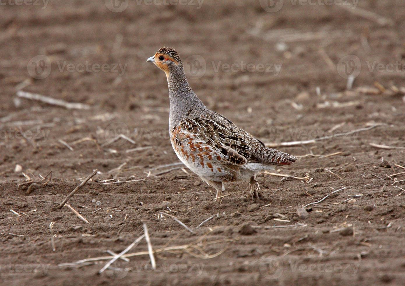 Gray Partridge in Saskatchewan field photo