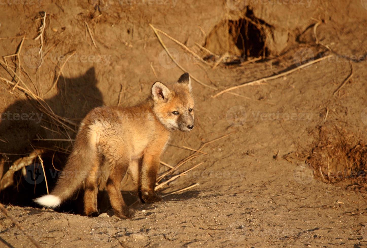 cachorro de zorro rojo en la guarida foto