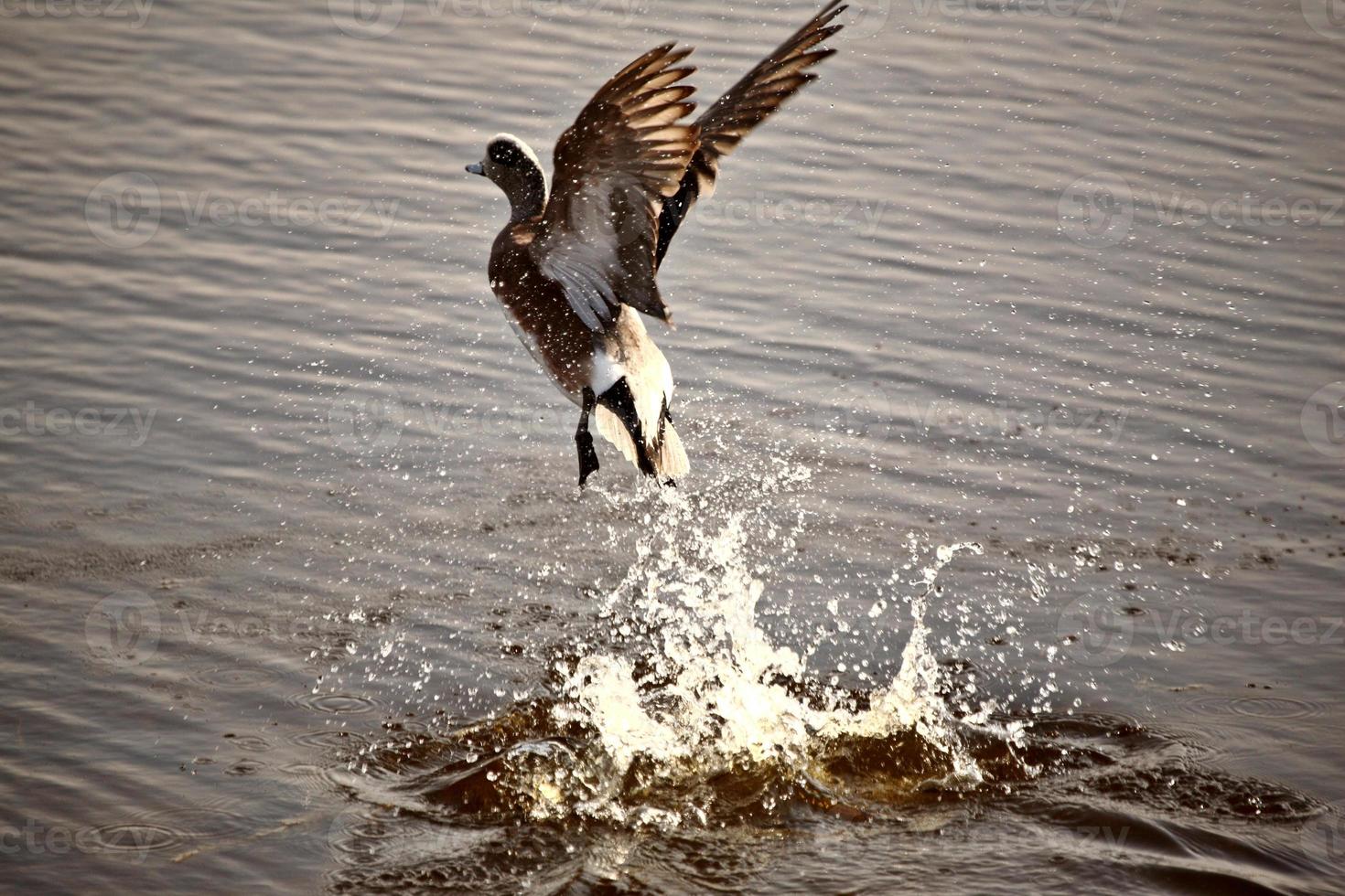 Duck taking flight from roadside pond photo