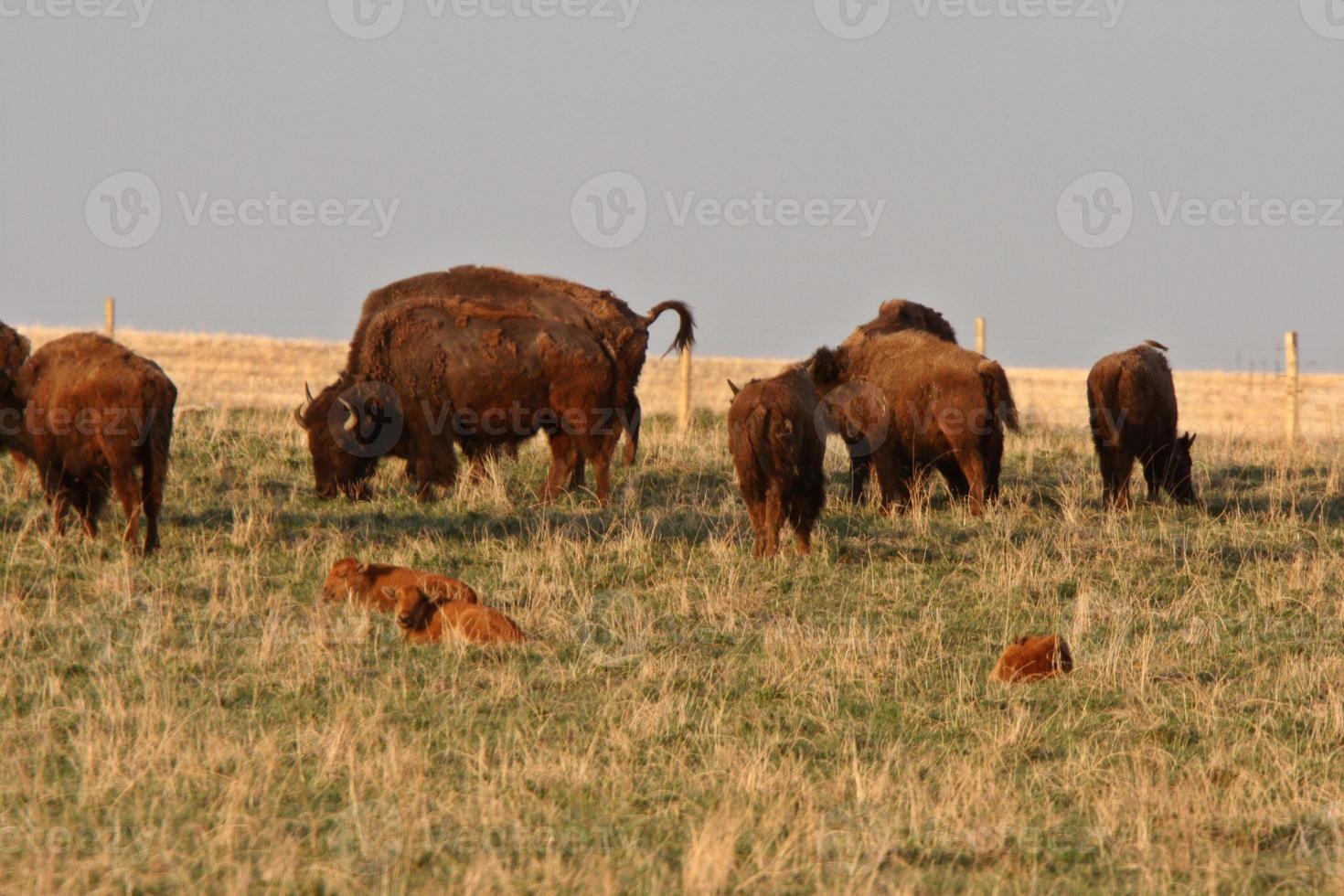 Bison grazing and calves resting in Manitoba pasture photo