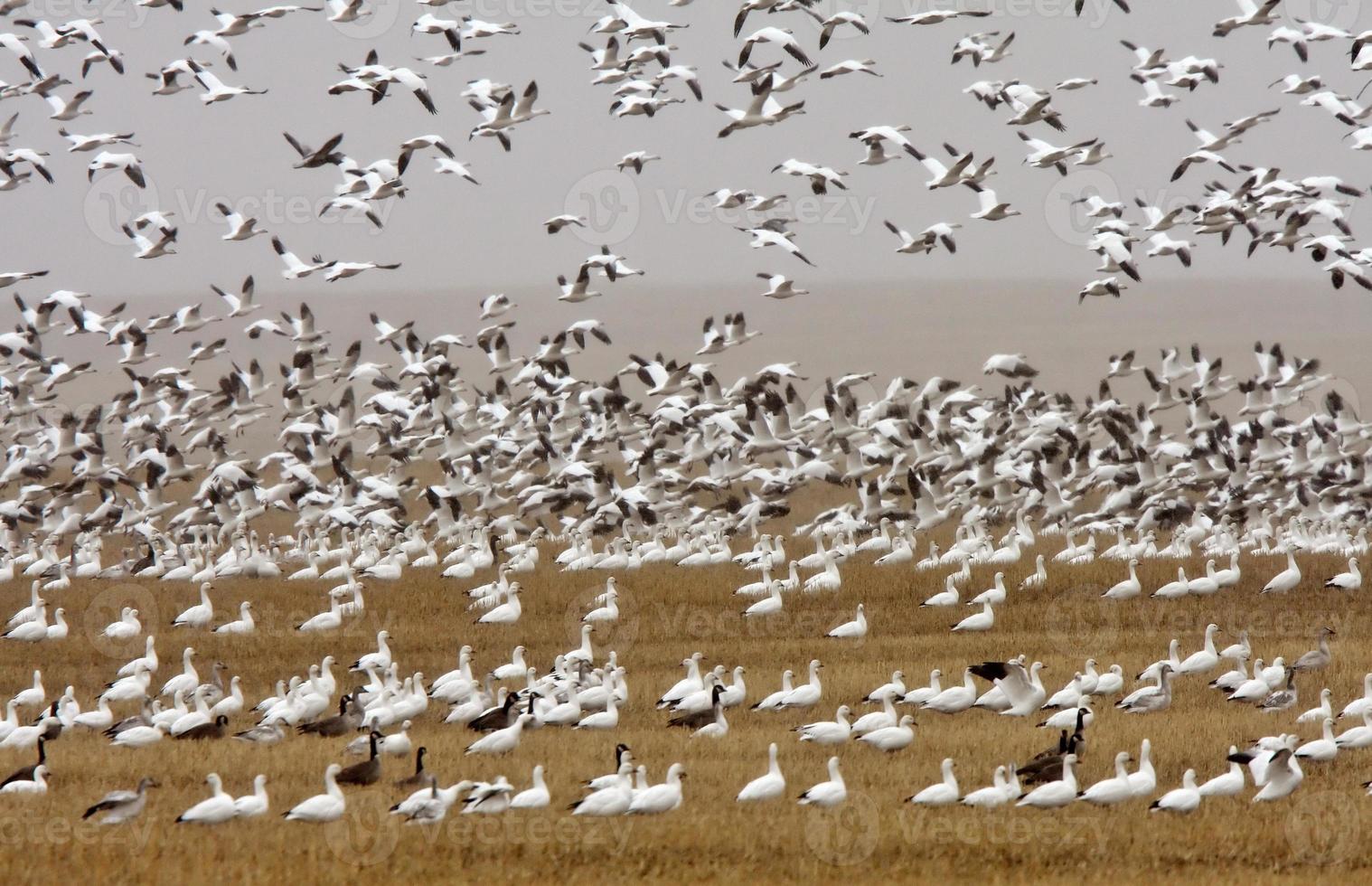 Snow and Canada geese during fall migration photo