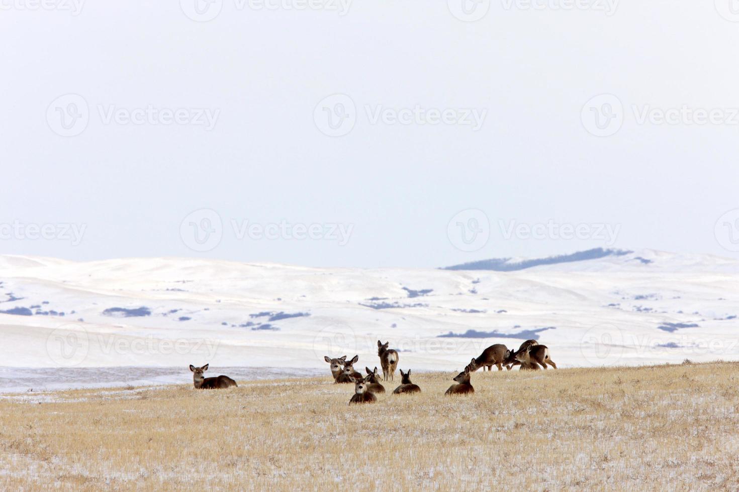 Whitetail Deer in Winter photo