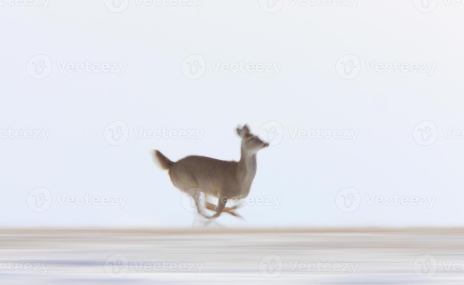 ciervo corriendo en invierno foto