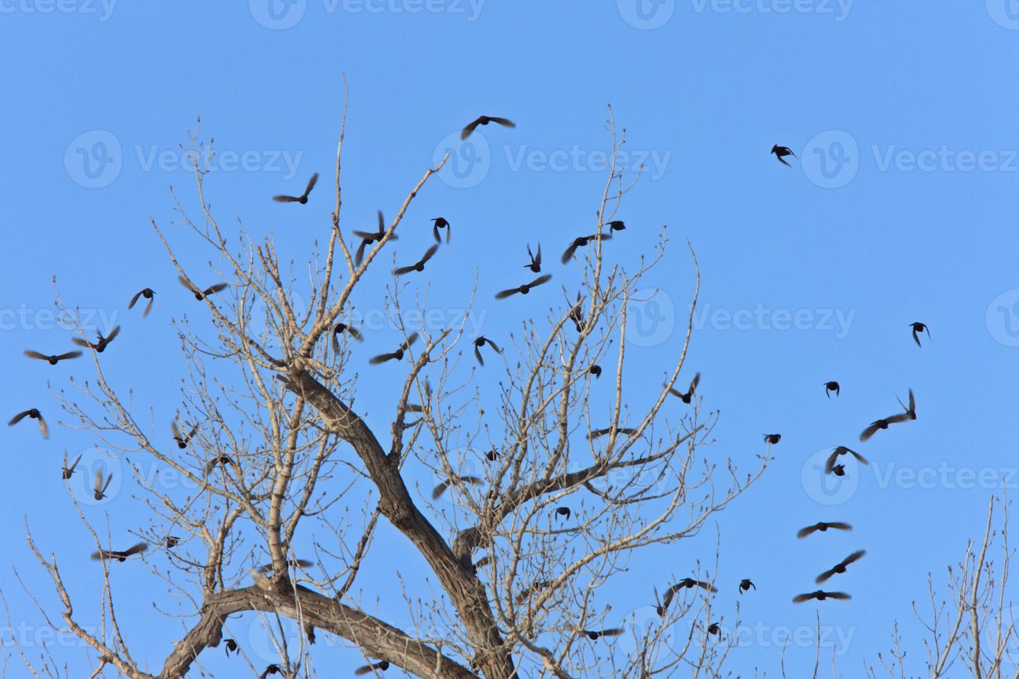 mirlos en un árbol Canadá foto