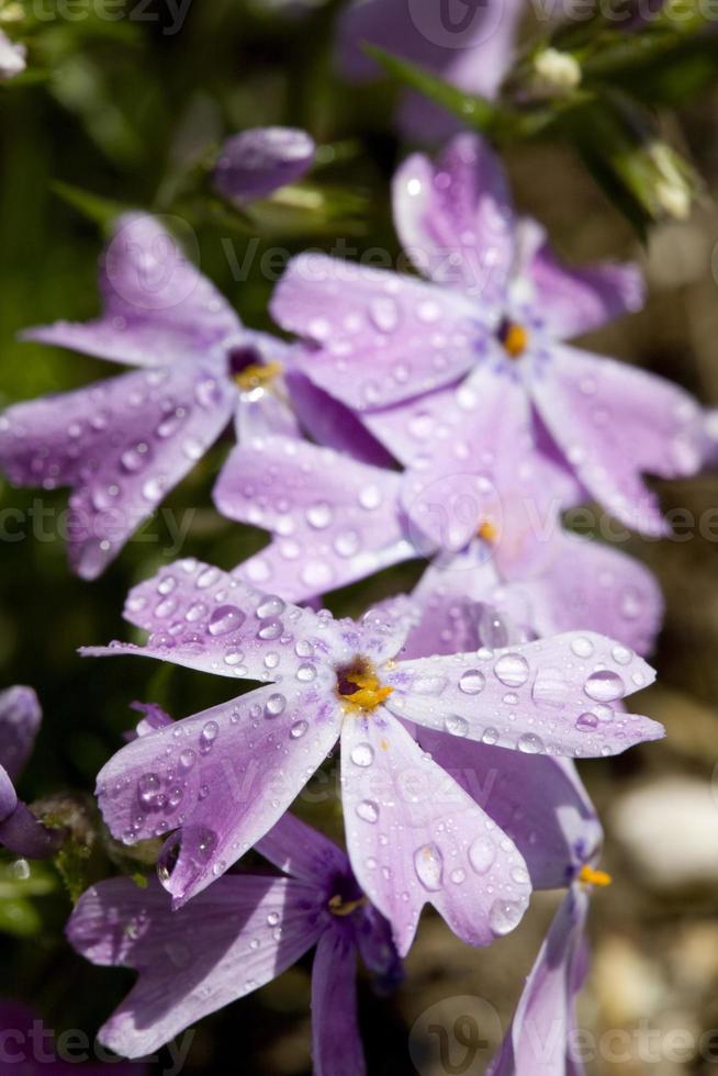 Colorful Purple Flowers and Morning Dew photo