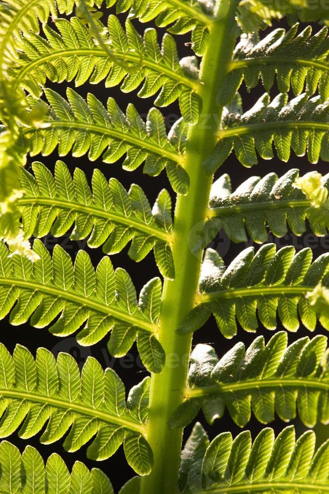 Close up fern Canada photo