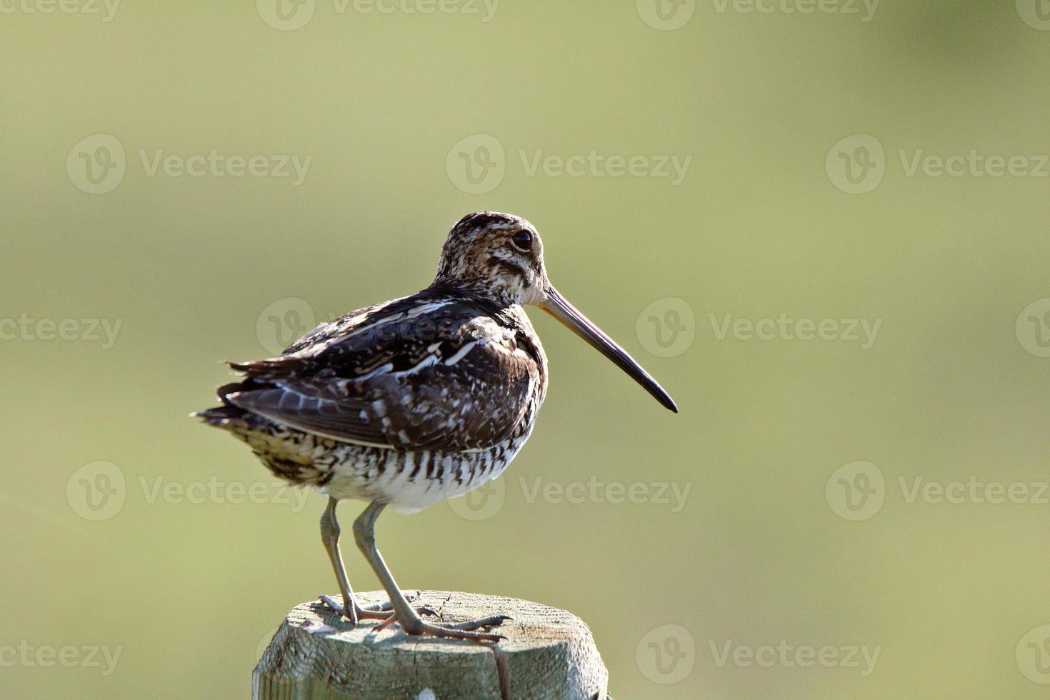 Common Snipe on fence post photo