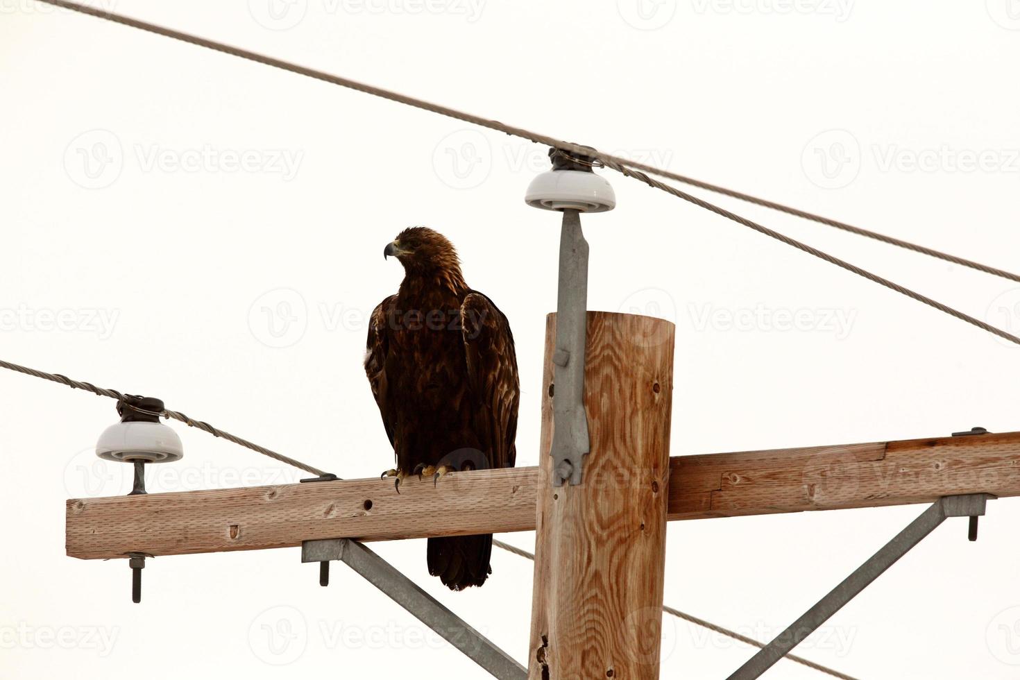 águila real posada en un poste de energía foto