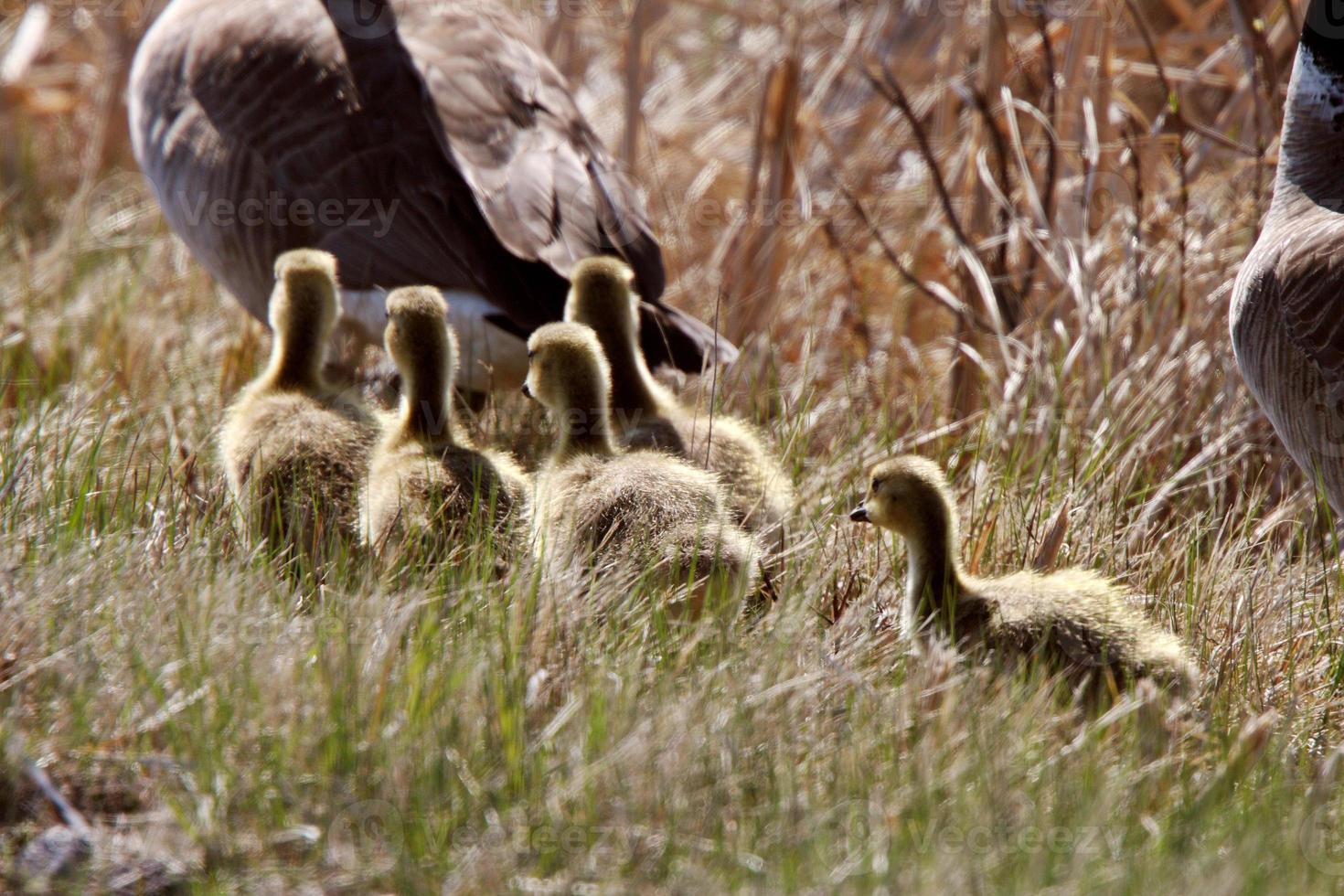 goslings siguiendo a los padres de ganso de canadá foto