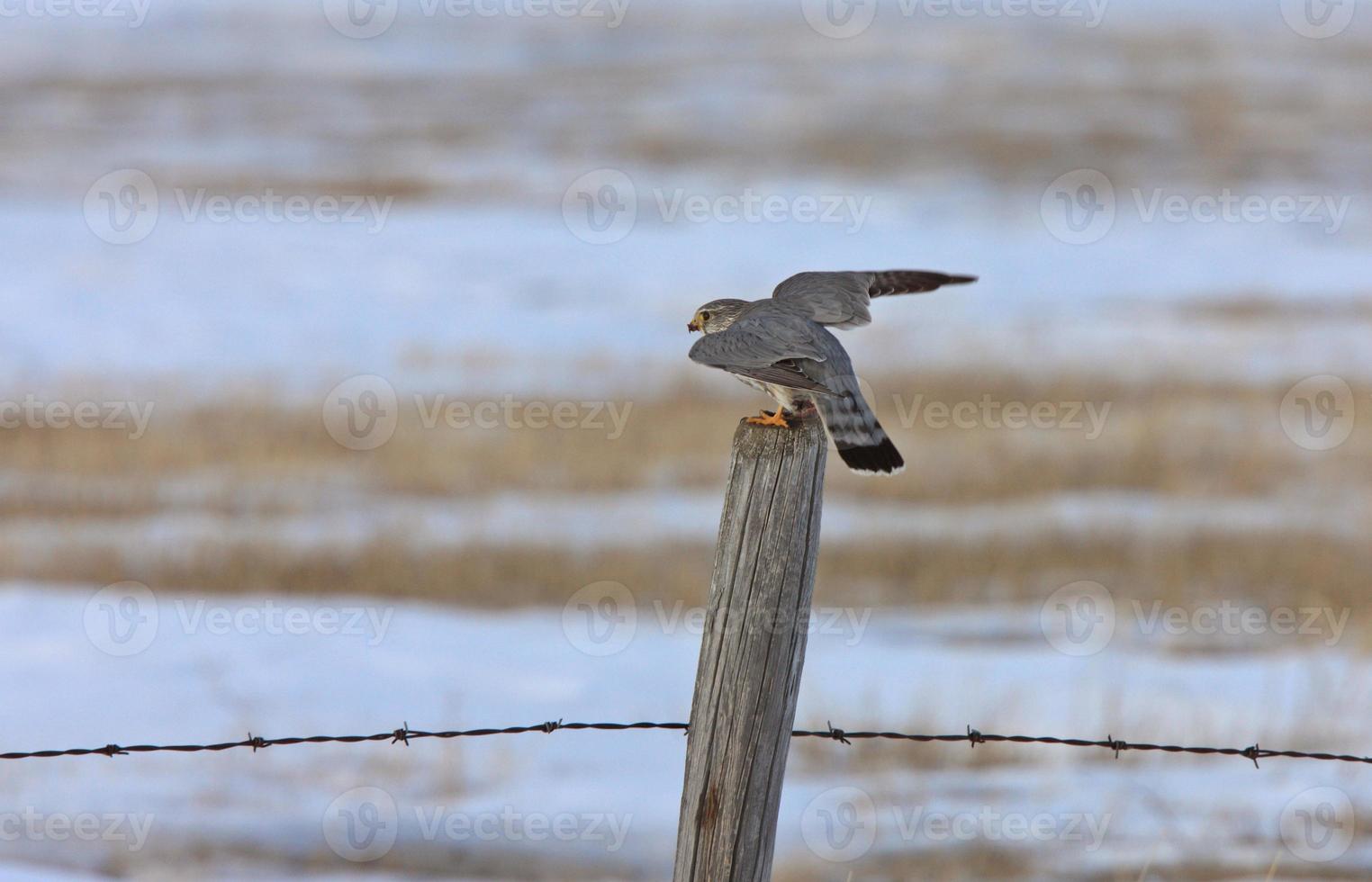 Kestrel Falcon and kill photo