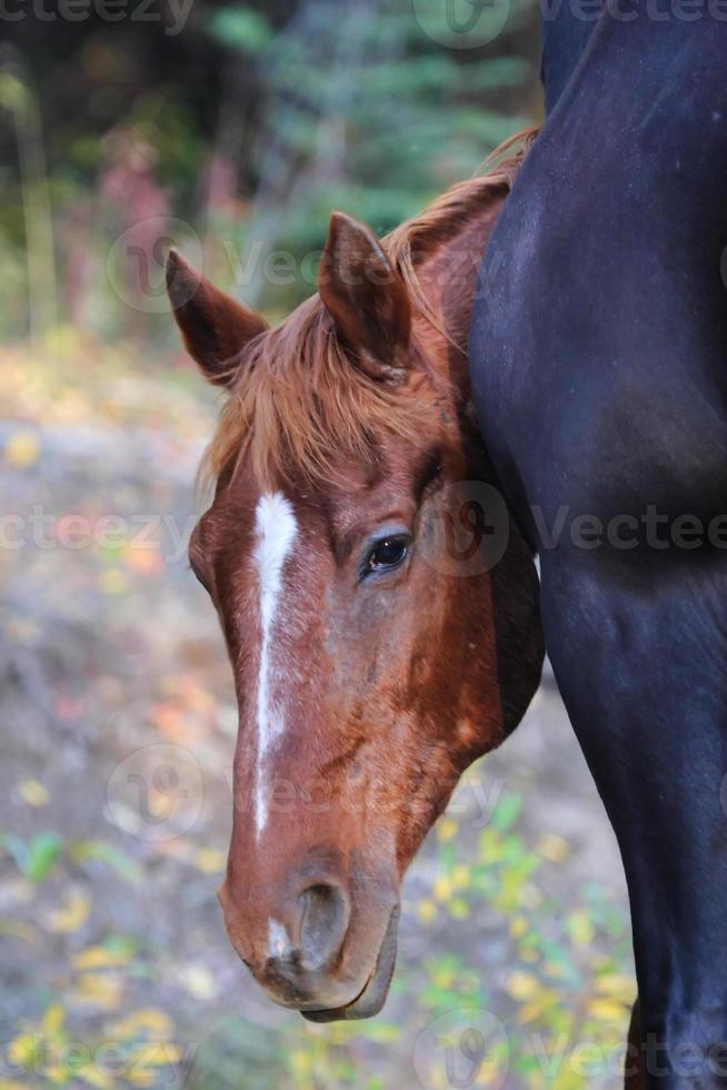 caballos de rango a lo largo de la carretera de columbia británica foto