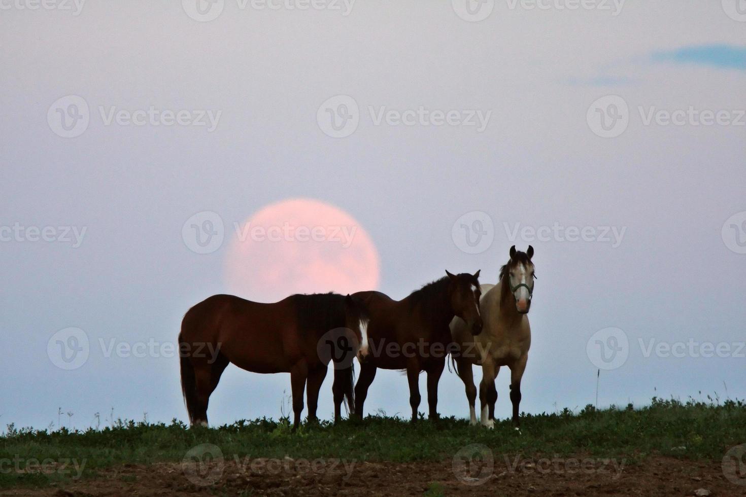 Full moon behind three horses photo