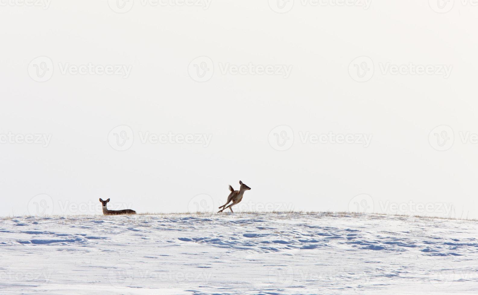 Deer running in Winter photo