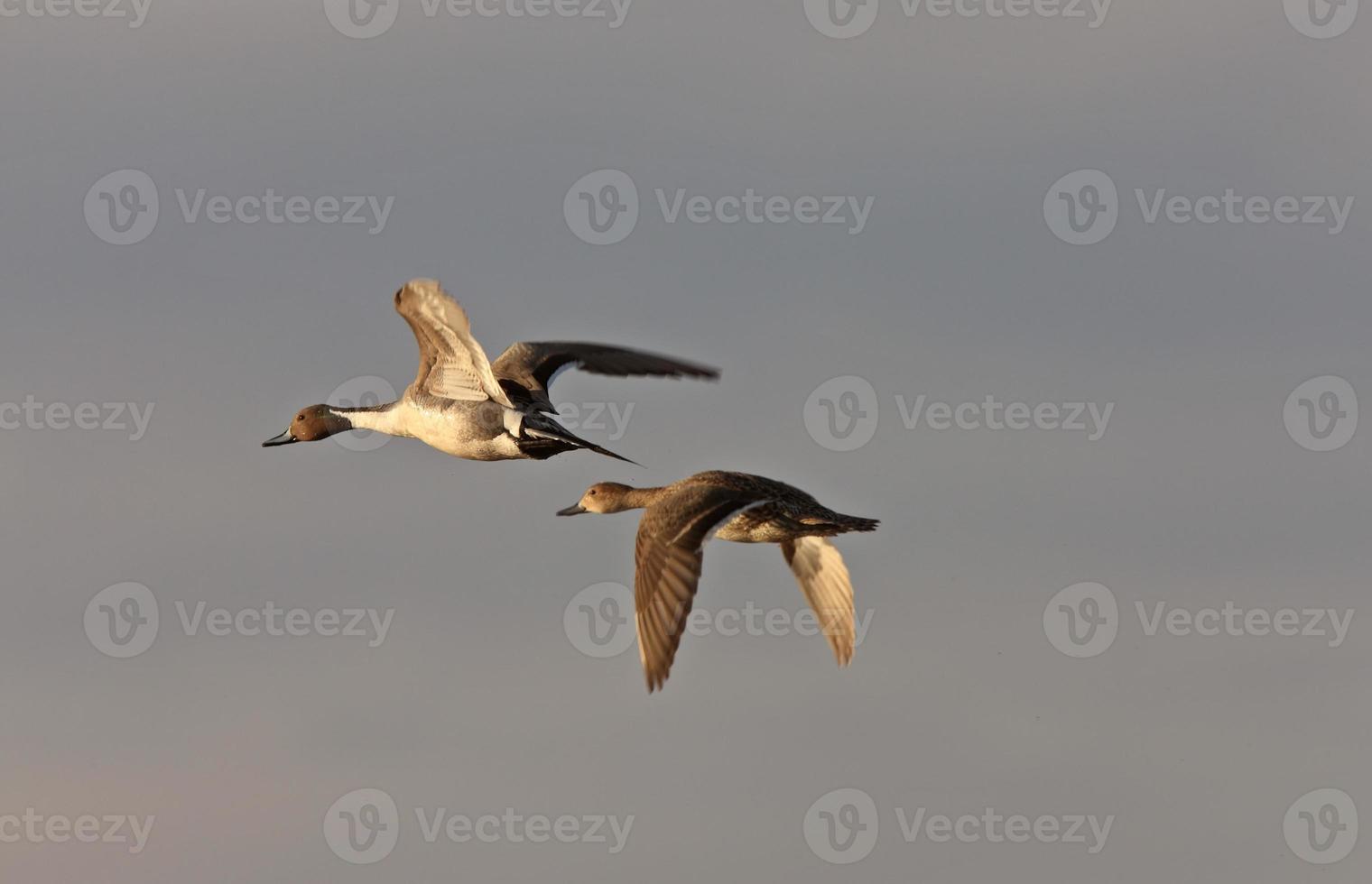 Canvasback Ducks in Flight Saskatchewan Canada photo