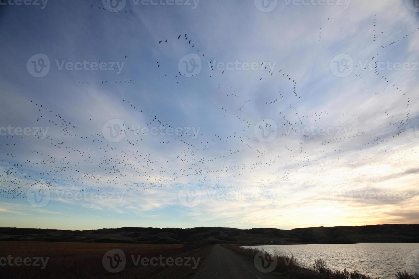 large Snow Geese formations photo