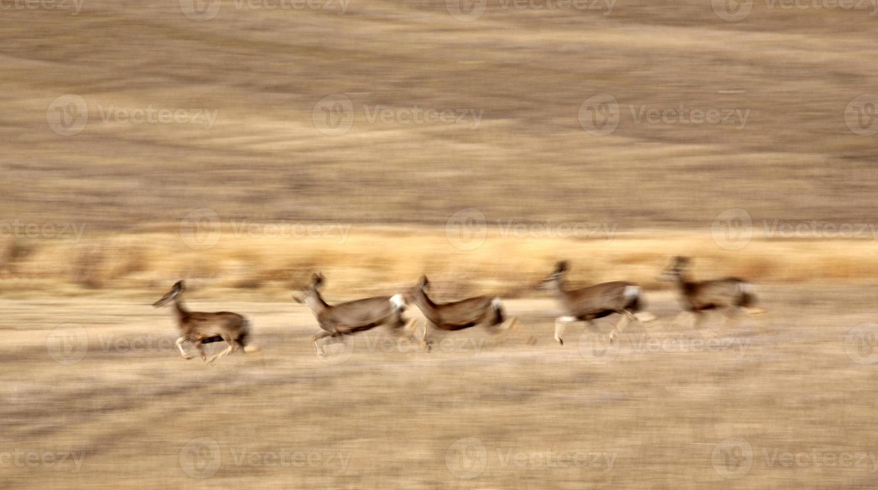 Mule Deer bounding across Prairie photo