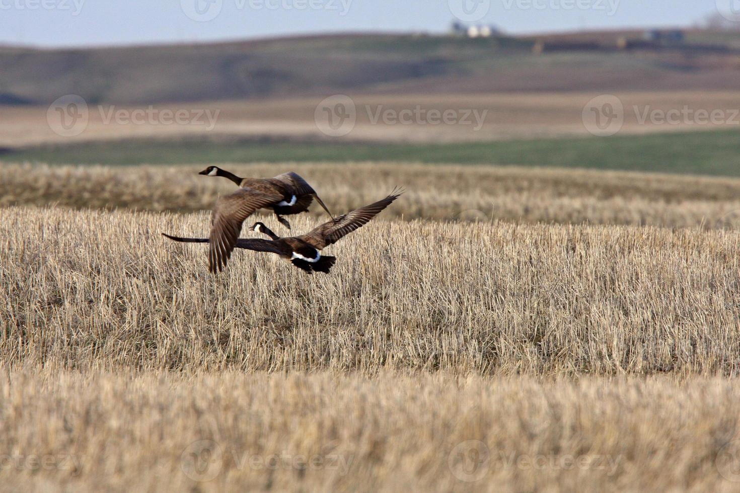 Two Canada Geese flying up from stubble field photo