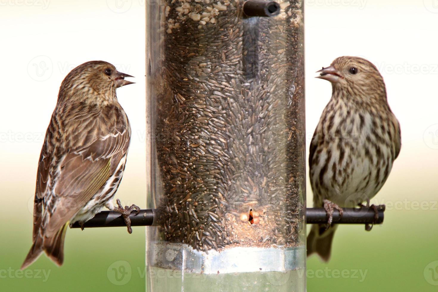 Song Sparrows at bird feeder photo