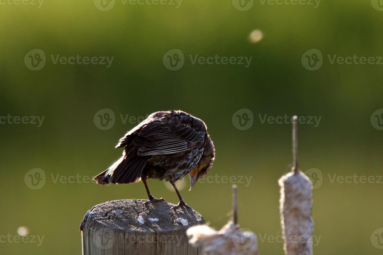 Young Yellow headed Blackbird on post photo