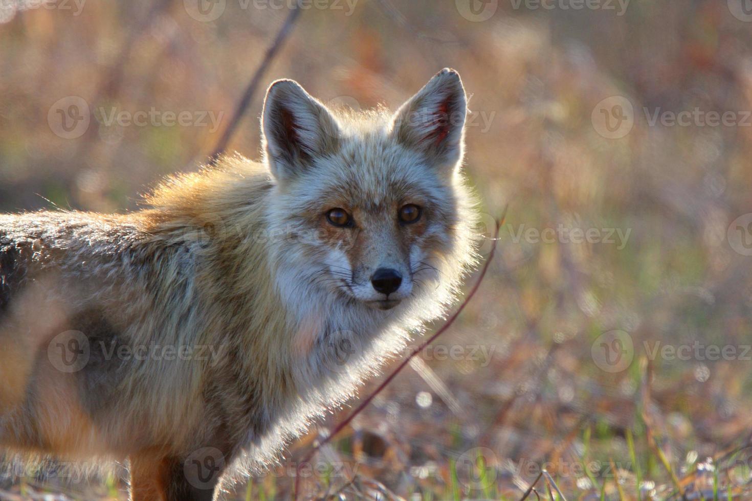 zorro rojo adulto en la isla hecla en manitoba foto