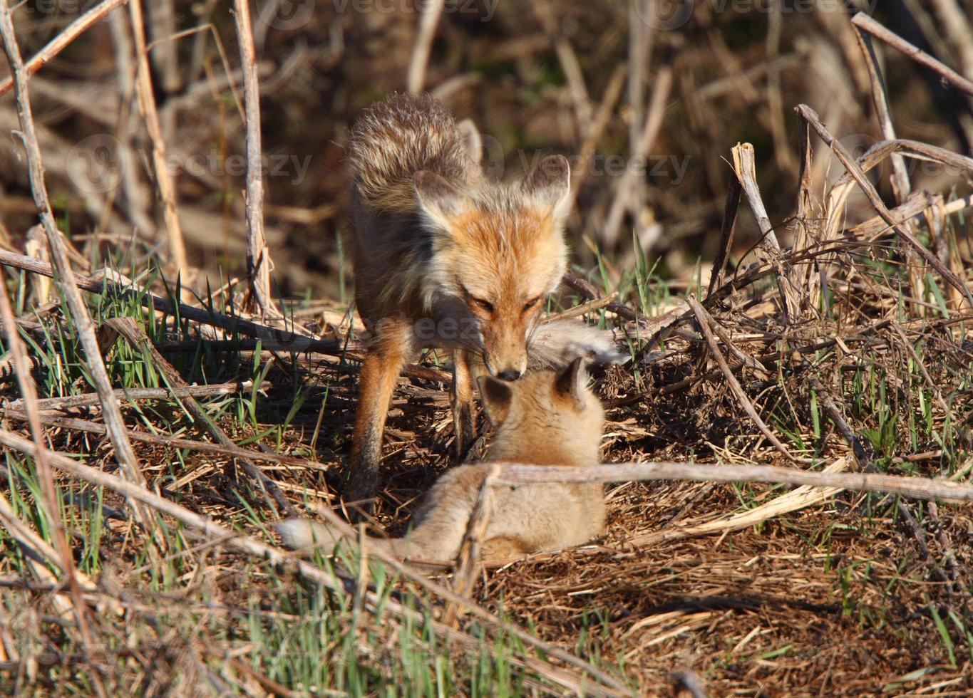 Red Fox vixen with pup on Hecla Island in Manitoba photo