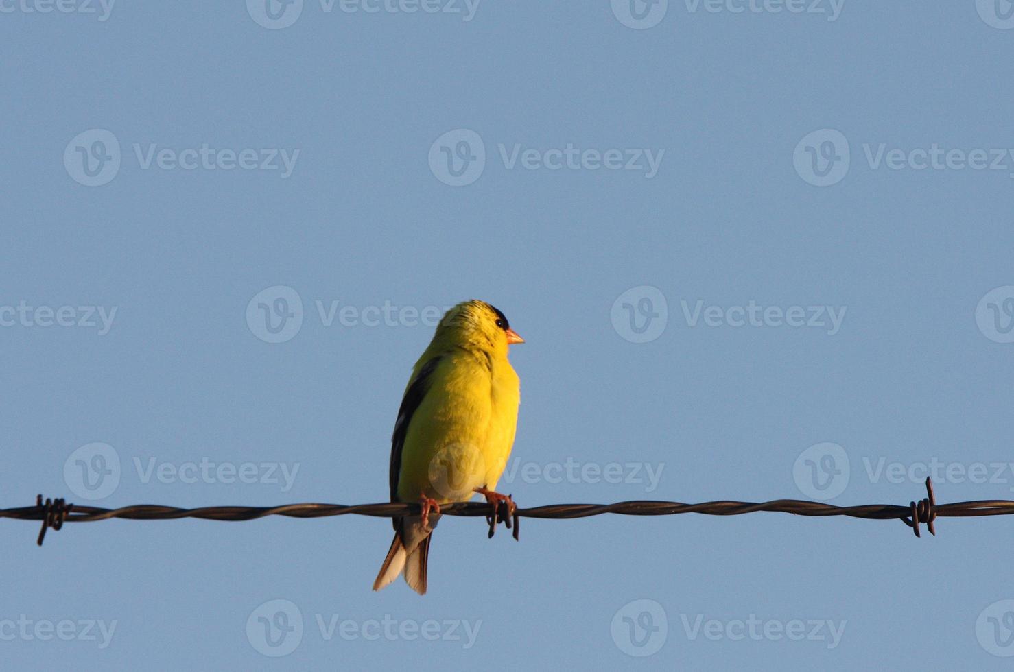 American Goldfinch on wire strand photo