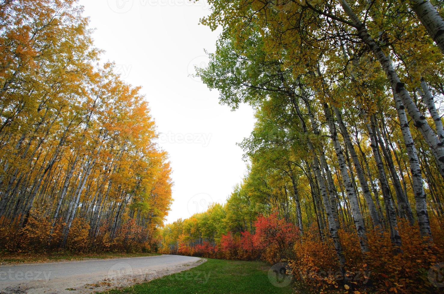 Autumn trees in Meadow Lake Park Saskatchewan photo