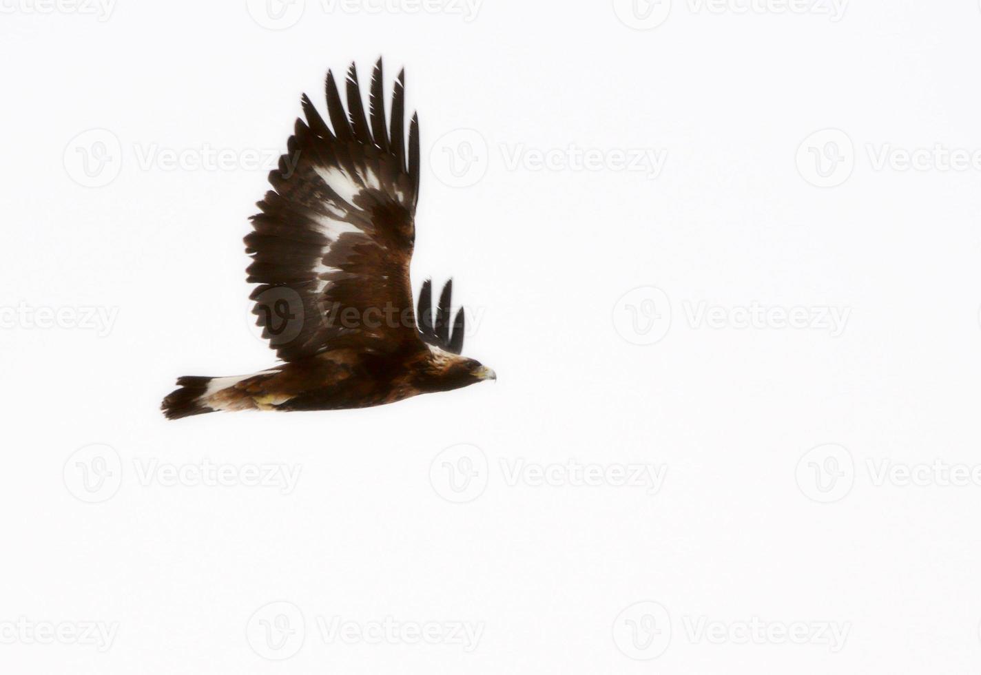 Immature Golden Eagle in flight photo
