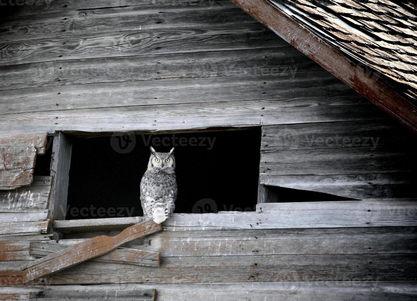 Great Horned Owl in old barn window photo