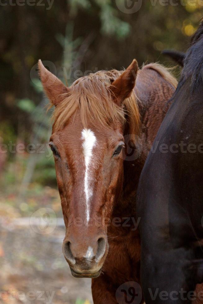 Range horses along British Columbia road photo