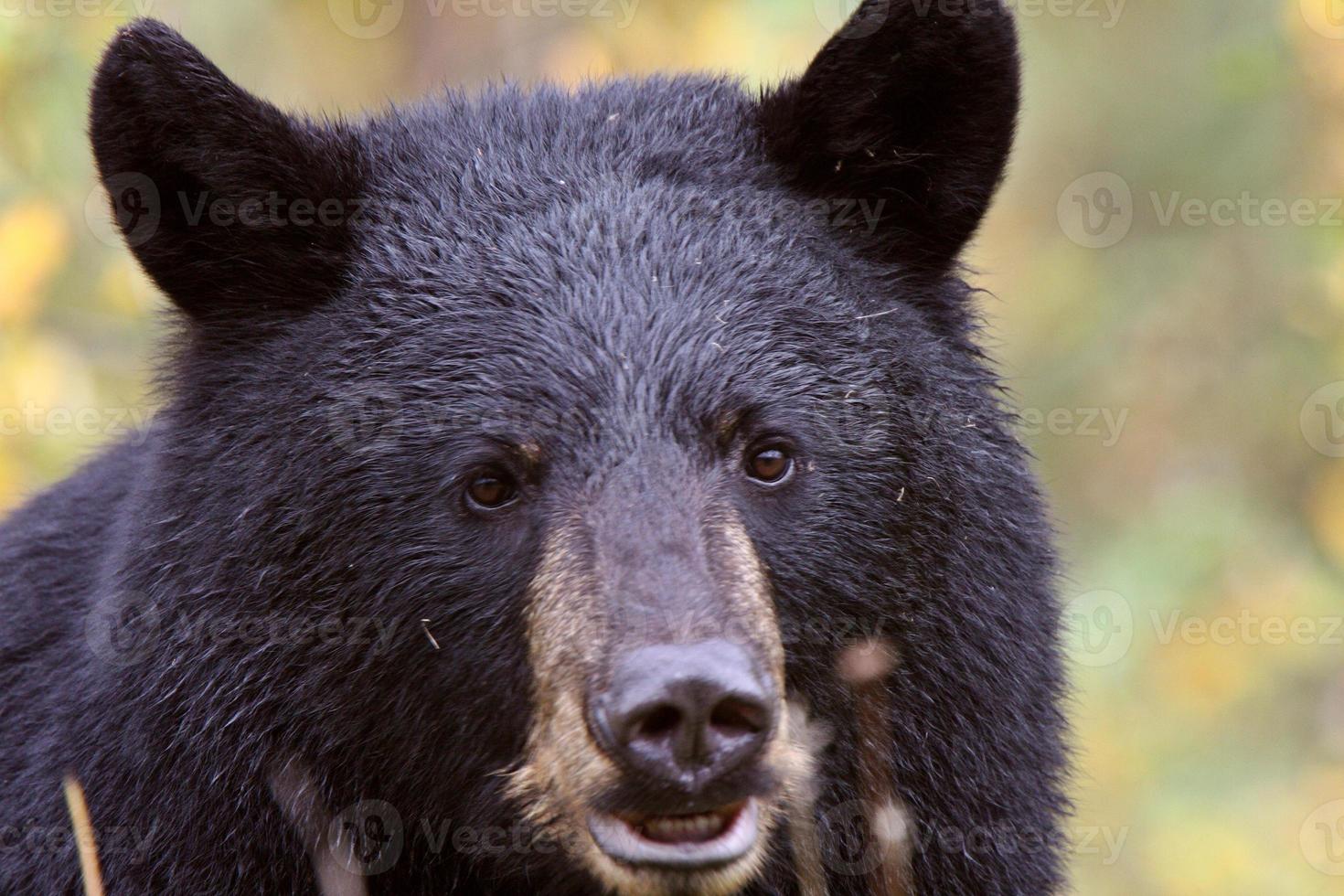 oso negro a lo largo de la autopista columbia británica foto