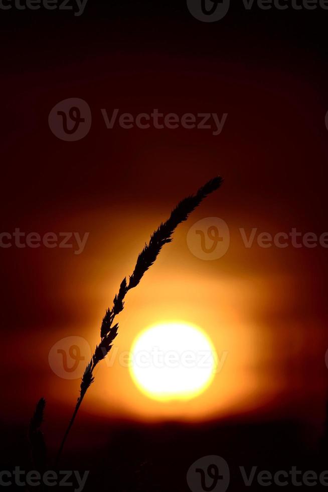 grass head silhouetted by rising sun photo