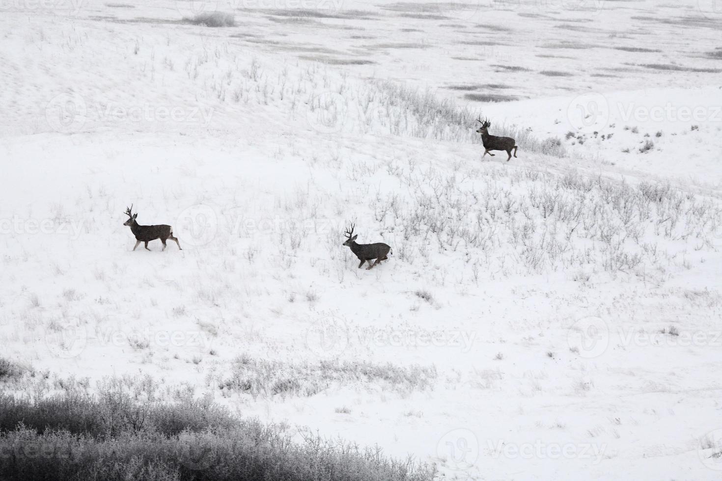 Three Mule Deer bucks in winter photo