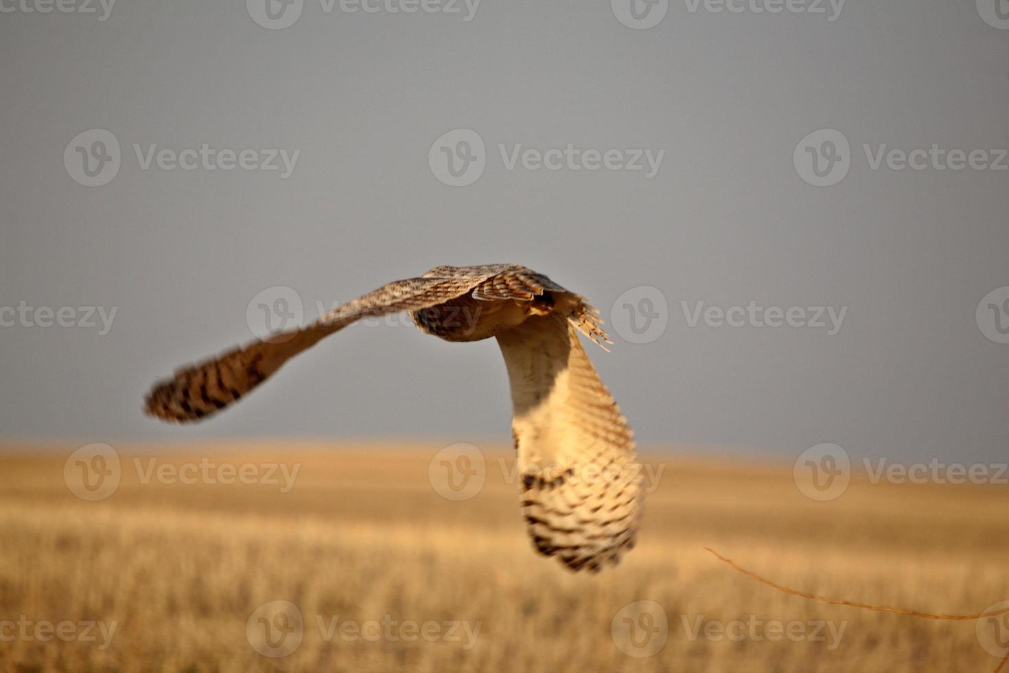 Great Horned Owl in flight photo