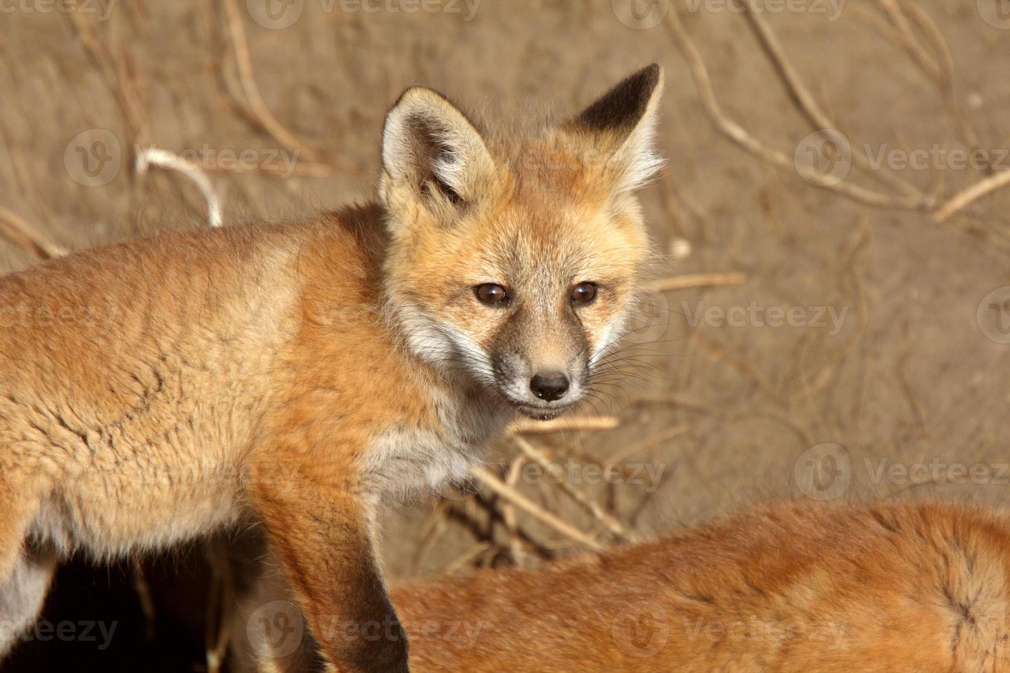 Red Fox pups outside their den photo