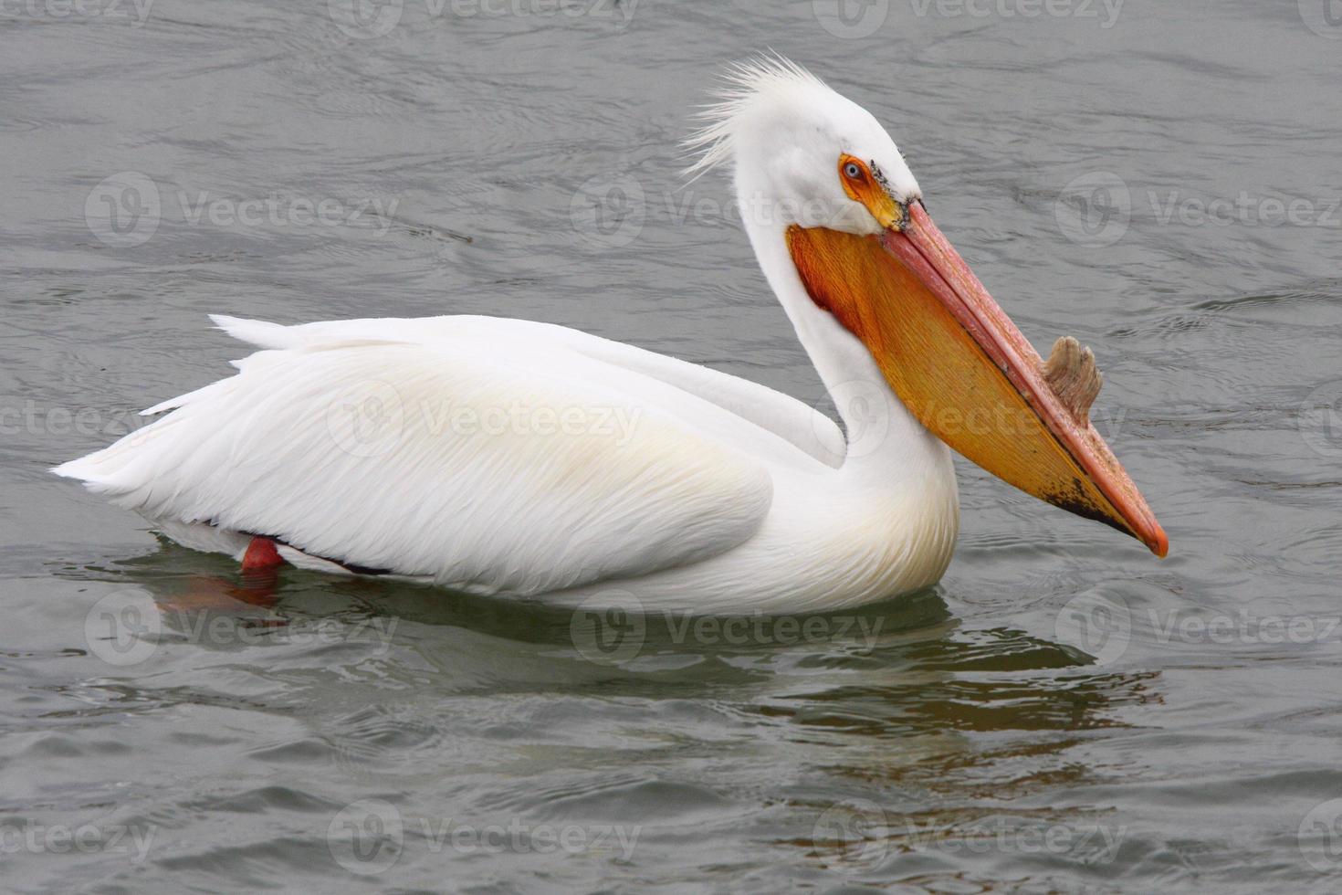 White Pelican swimming in QuAppelle River photo