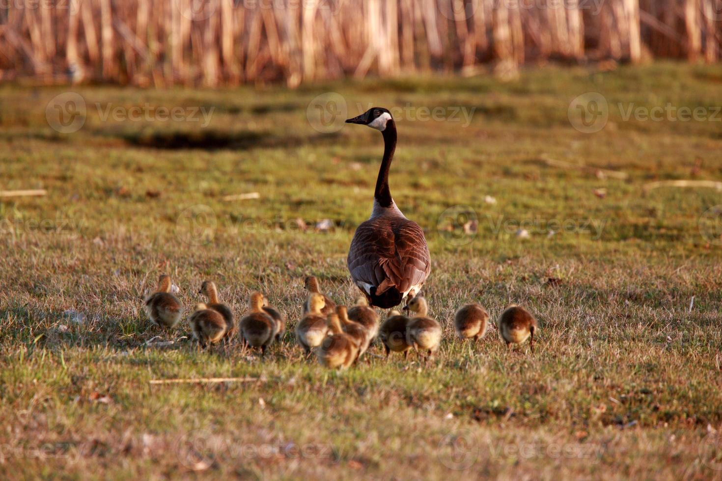 Goslings following Canada Goose parent photo