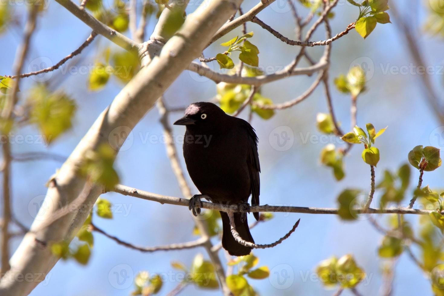 Brewer's Blackbird perched in tree photo