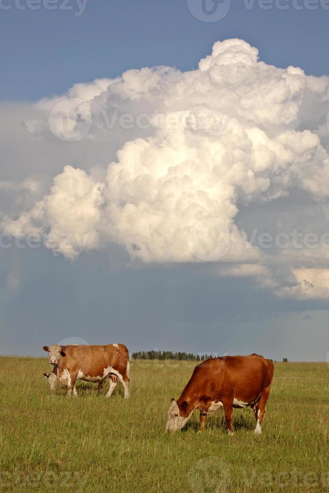 nubes de tormenta detrás del ganado saskatchewan foto