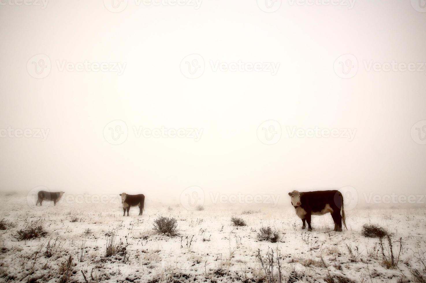 Cattle in winter pasture photo