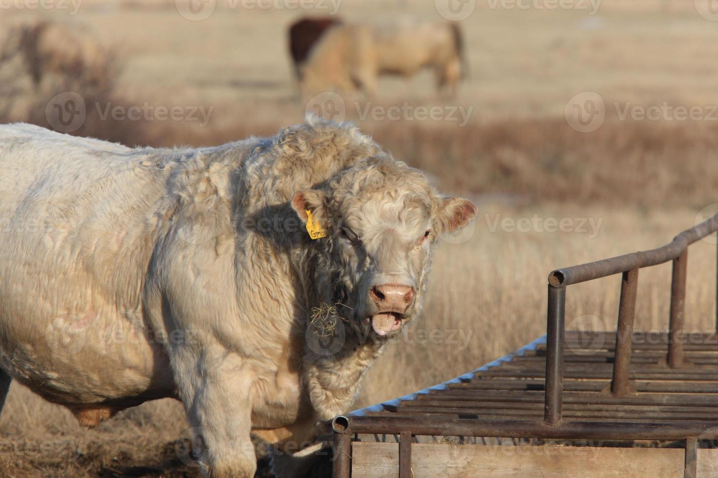 White Bull Cow at Feeder photo