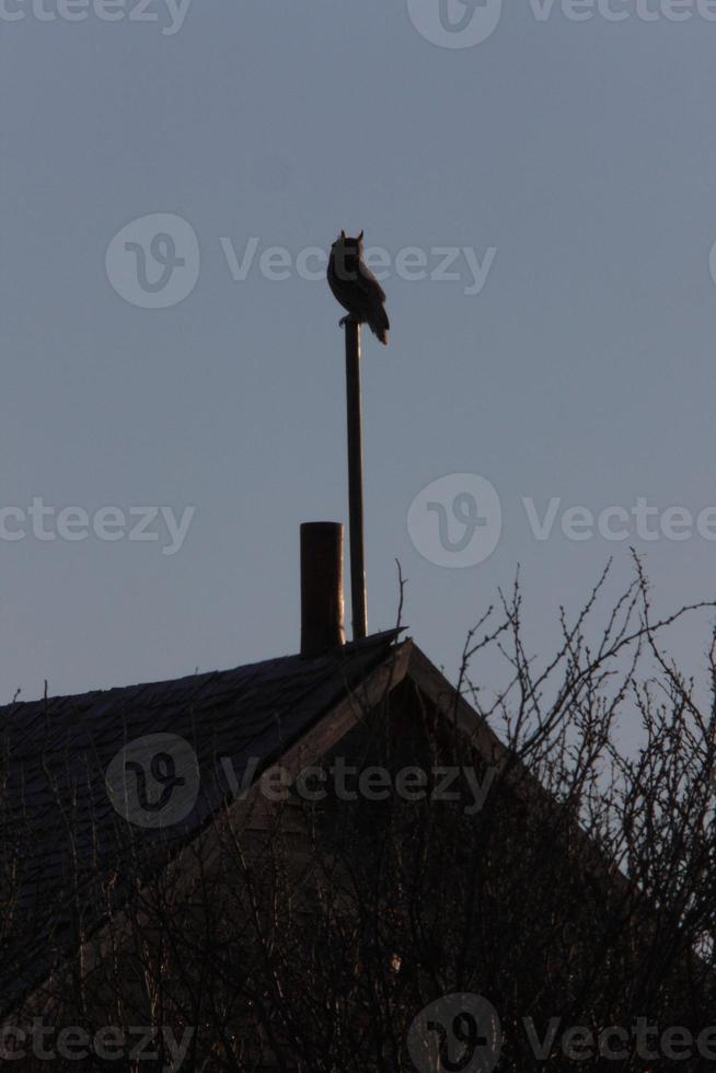 Great Horned Owl on Post Canada photo