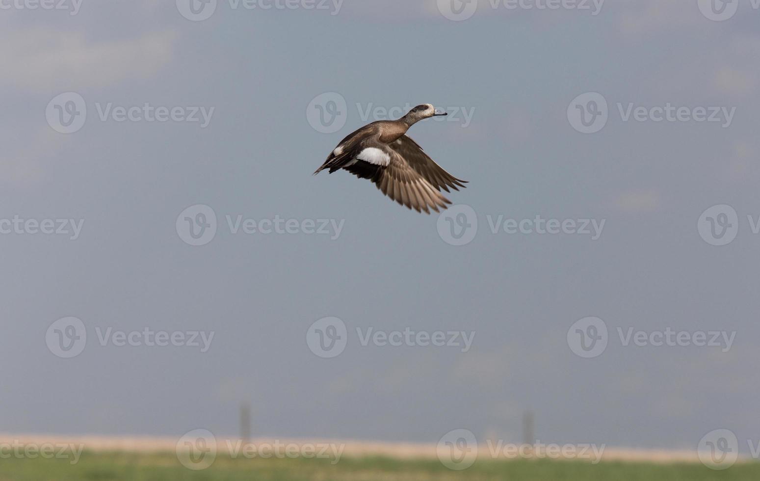 American Wigeon male and female ducks Canada in flight photo