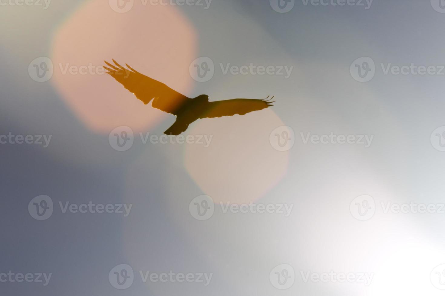 Silhouette of Hawk and Sun Canada photo