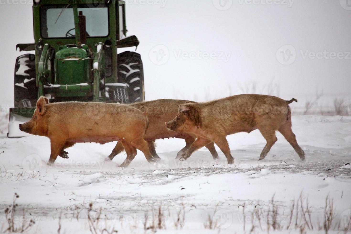 Pigs in winter photo