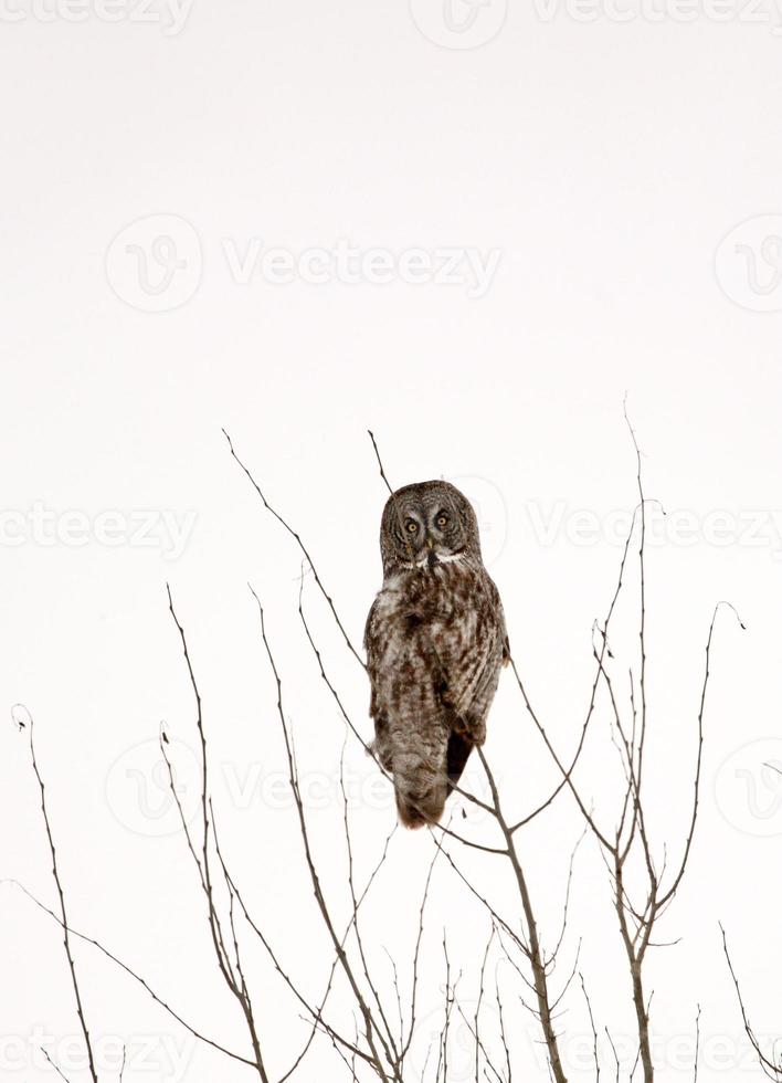 Great Gray Owl perched in bare tree photo