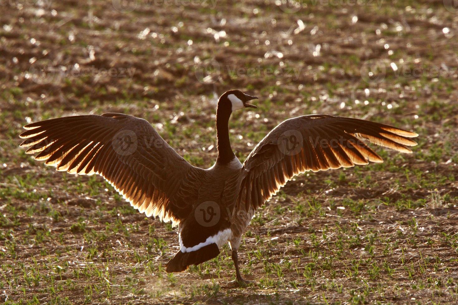 Canada Goose with spread wings photo