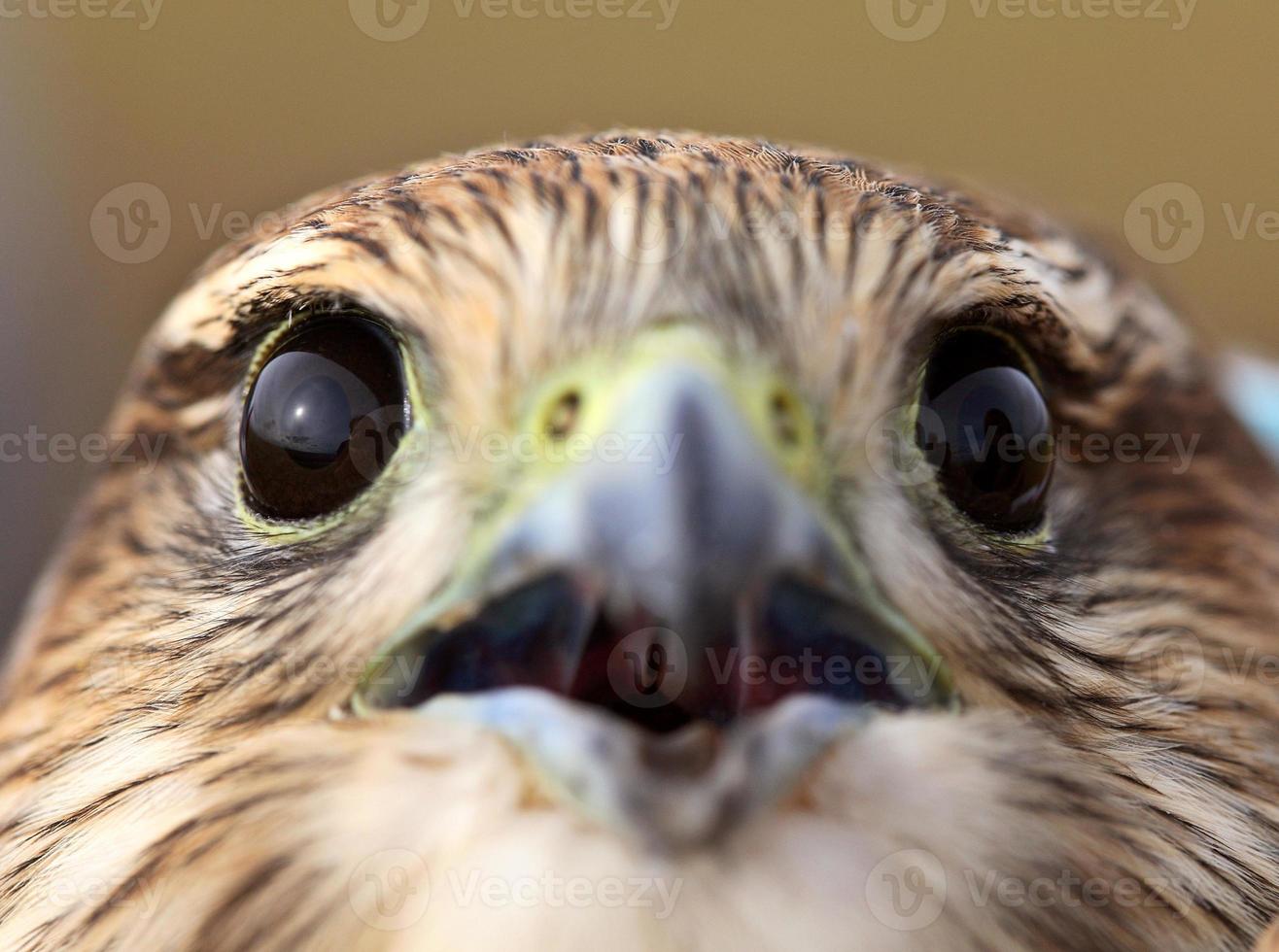 Cerca del joven merlin en el pintoresco saskatchewan foto